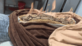微信图片_20200713083101.gif
